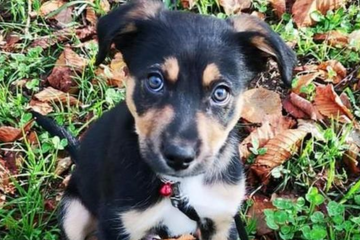 L'enfer de Django, un chiot torturé à mort par son maître