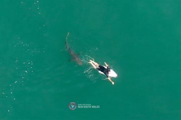 Le champion de surf Matt Wilkinson échappe de très près à une attaque de requin