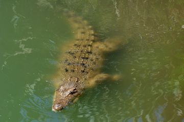 Les restes d'un pêcheur disparu retrouvé à l'intérieur d'un crocodile en Australie