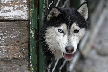 Pyrénées-Orientales : sauvetage de 46 huskies vivant dans des 