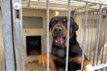 Tarn: une femme handicapée retrouvée morte, mordue par deux rottweillers