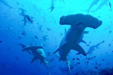 Trois femmes encerclées par des requins en Floride