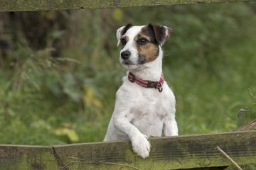 La terrible agonie de Lenox, chien mort asphyxié dans un coffre de voiture