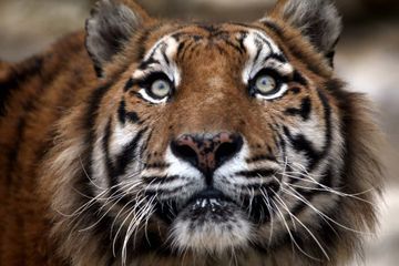 Un tigre en liberté sème la panique dans un quartier de Houston