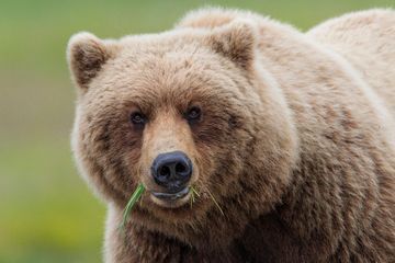 Une Américaine tuée en pleine nuit par un ours