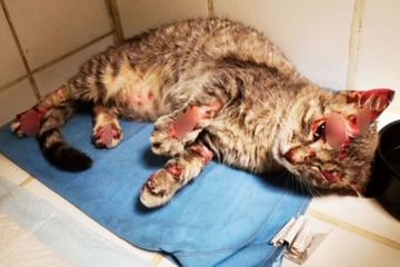 Une chatte grièvement blessée à l'acide dans les Pyrénées-Orientales