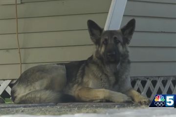 Une chienne héroïque mène la police à son maitre après un accident