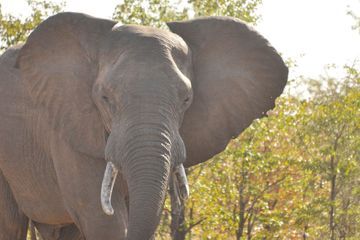 Une femme et son bébé piétinés par un éléphant au Zimbabwé