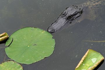 Une femme tuée par un alligator qu'elle essayait de caresser