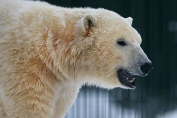 Une touriste française blessée par un ours blanc en Norvège