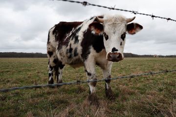 Une vache divaguant sur l'autoroute abattue par la police