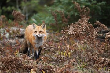 À Berlin, un renard vole cent paires de chaussures à des habitants