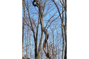 Alerte au serpent géant à Pittsburgh