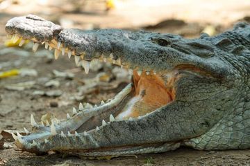 Australie : un homme grièvement mordu à la tête par un crocodile