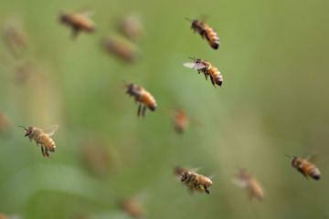 Aux Etats-Unis, des abeilles attaquent et tuent trois chiens