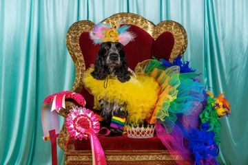Concours canin : le kitsch sort de sa niche