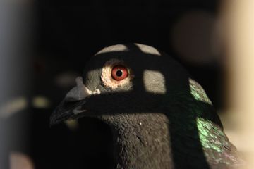 Des milliers de pigeons voyageurs disparaissent mystérieusement en Grande-Bretagne