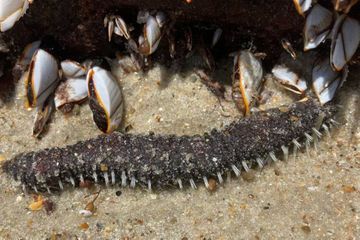Deux étranges créatures marines découvertes en Caroline du Nord