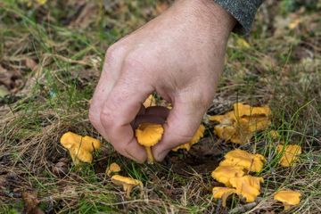 Deux Roumains condamnés pour avoir cueilli trop de champignons