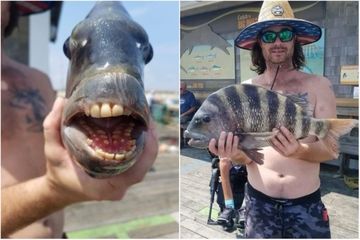 Drôle de poisson pêché en Caroline du Nord