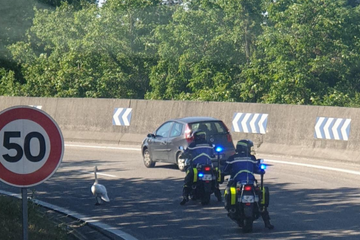 En Alsace, un cygne se balade sur l'autoroute
