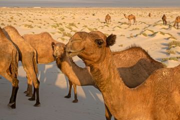 En Arabie Saoudite, des chameaux botoxés exclus d'un concours de beauté