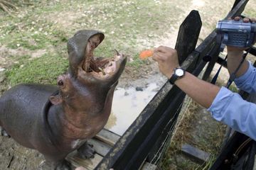 En Colombie, les hippopotames de Pablo Escobar sont 