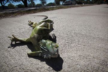 En Floride, gare au froid et aux pluies d'iguanes pour Noël
