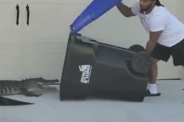En Floride, un homme capture un alligator avec une poubelle