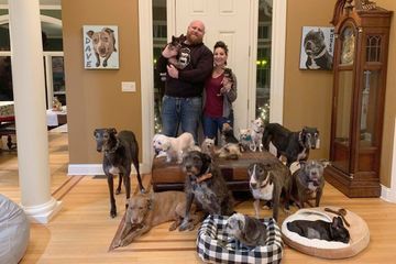 États-Unis : un couple recueille 20 chiens malades et rénove sa maison pour les soigner