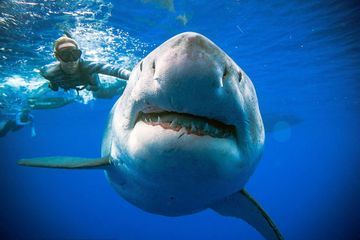 Gare aux requins de la pleine Lune!