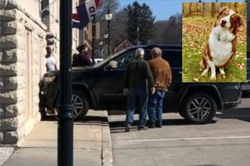 Le chauffard était un chien