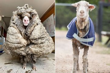 Le mouton Baarack délesté de son pelage de 35 kilos