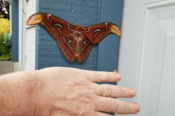 Le plus grand papillon du monde découvert près de Seattle