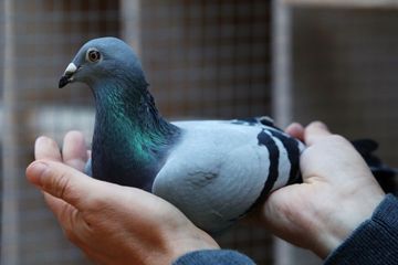 Le prix d'un pigeon voyageur s'envole à 1,6 million d'euros, nouveau record