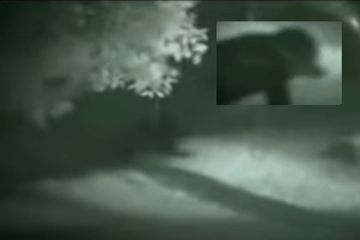 Le retour de l'homme chien du Michigan