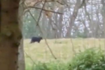Le retour de la bête d'Exmoor