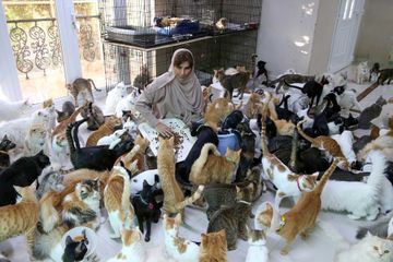 Maryam al-Balouchi, la femme aux 500 chats