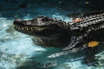 Muja, l'alligator le plus vieux du monde, fête ses 