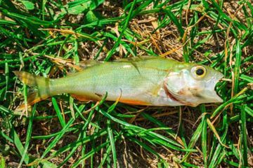 Pluie de poissons sur une ville texane