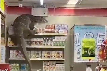 Quand Godzilla fait son shopping