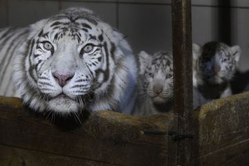 Trois tigres blancs naissent au zoo d'Amnéville