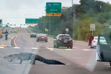 Un alligator de 3 mètres se prend pour un piéton en Floride