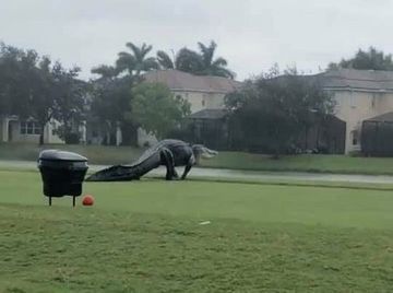 Un alligator 