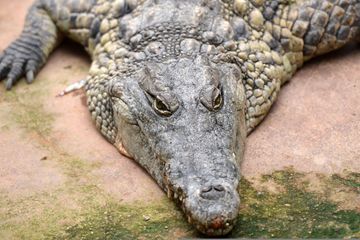 Un Australien survit à une attaque de crocodile en lui écartant sa mâchoire