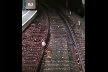 Un chat se pose sur les rails et bloque le métro de Lyon
