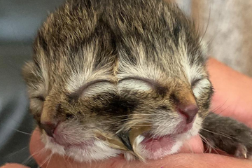 Un chaton naît avec deux visages