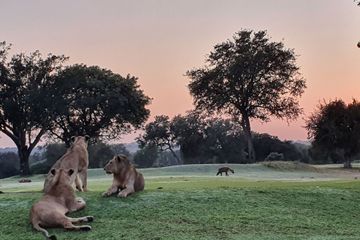 Un golf au milieu des hyènes et des lions