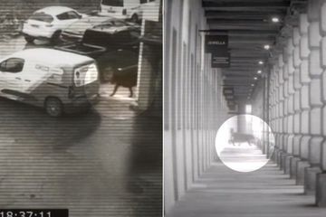 Un grand fauve filmé en plein coeur d'une ville anglaise