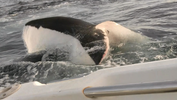 Un grand requin blanc attaque leur bateau, il filme la scène